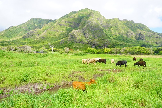 DSC02923 ハワイ新婚旅行記☆2日目