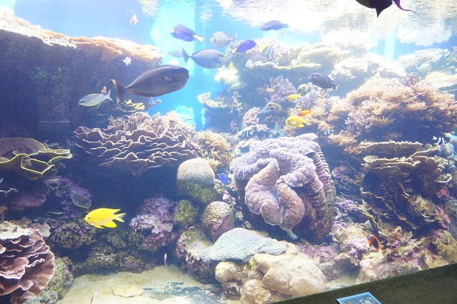 DSC03071 ハワイ新婚旅行記☆3日目