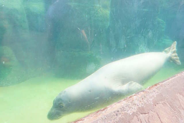 DSC03071 ハワイ新婚旅行記☆3日目