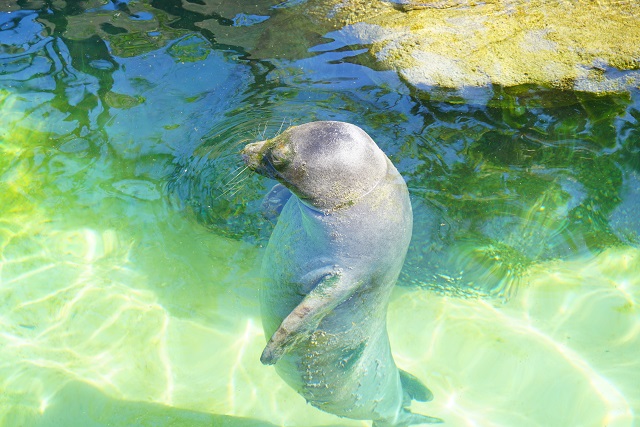 DSC03071 ハワイ新婚旅行記☆3日目