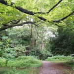 shokubutuen2-150x150 小石川植物園｜散歩するつもりがあまりにも広くて途中で断念。