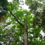 shokubutuen2-150x150 小石川植物園｜散歩するつもりがあまりにも広くて途中で断念。