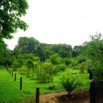 shokubutuen2-150x150 小石川植物園｜散歩するつもりがあまりにも広くて途中で断念。