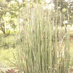 shokubutuen2-150x150 小石川植物園｜散歩するつもりがあまりにも広くて途中で断念。