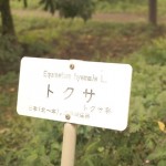 shokubutuen2-150x150 小石川植物園｜散歩するつもりがあまりにも広くて途中で断念。