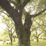 shokubutuen2-150x150 小石川植物園｜散歩するつもりがあまりにも広くて途中で断念。