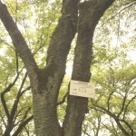 shokubutuen2-150x150 小石川植物園｜散歩するつもりがあまりにも広くて途中で断念。