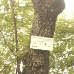 shokubutuen2-150x150 小石川植物園｜散歩するつもりがあまりにも広くて途中で断念。