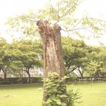 shokubutuen2-150x150 小石川植物園｜散歩するつもりがあまりにも広くて途中で断念。