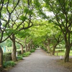 shokubutuen2-150x150 小石川植物園｜散歩するつもりがあまりにも広くて途中で断念。