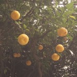 shokubutuen2-150x150 小石川植物園｜散歩するつもりがあまりにも広くて途中で断念。