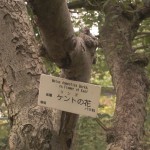 shokubutuen2-150x150 小石川植物園｜散歩するつもりがあまりにも広くて途中で断念。