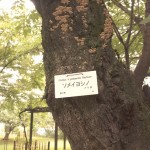 shokubutuen2-150x150 小石川植物園｜散歩するつもりがあまりにも広くて途中で断念。