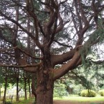 shokubutuen2-150x150 小石川植物園｜散歩するつもりがあまりにも広くて途中で断念。