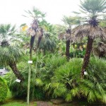 shokubutuen2-150x150 小石川植物園｜散歩するつもりがあまりにも広くて途中で断念。