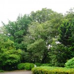 shokubutuen2-150x150 小石川植物園｜散歩するつもりがあまりにも広くて途中で断念。
