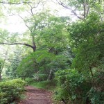 shokubutuen2-150x150 小石川植物園｜散歩するつもりがあまりにも広くて途中で断念。