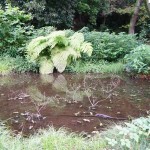 shokubutuen2-150x150 小石川植物園｜散歩するつもりがあまりにも広くて途中で断念。