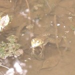 shokubutuen2-150x150 小石川植物園｜散歩するつもりがあまりにも広くて途中で断念。