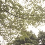 shokubutuen2-150x150 小石川植物園｜散歩するつもりがあまりにも広くて途中で断念。