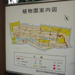 shokubutuen2-150x150 小石川植物園｜散歩するつもりがあまりにも広くて途中で断念。