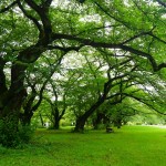 shokubutuen2-150x150 小石川植物園｜散歩するつもりがあまりにも広くて途中で断念。