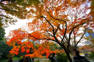 koishikawa-kourakuen2-300x200 小石川後楽園｜今が見ごろ「深山紅葉を楽しむ」