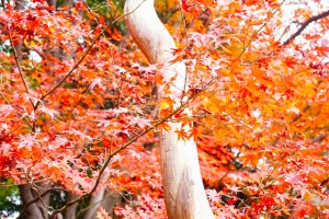 koishikawa-kourakuen2-300x200 小石川後楽園｜今が見ごろ「深山紅葉を楽しむ」