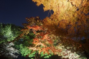 rikugien33 文京区観光名所1位｜六義園「紅葉と大名庭園のライトアップ」