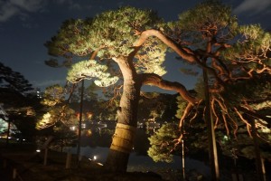 rikugien33 文京区観光名所1位｜六義園「紅葉と大名庭園のライトアップ」