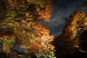 rikugien33 文京区観光名所1位｜六義園「紅葉と大名庭園のライトアップ」