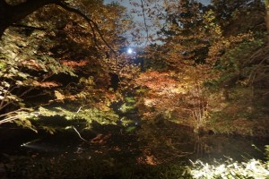 rikugien33 文京区観光名所1位｜六義園「紅葉と大名庭園のライトアップ」