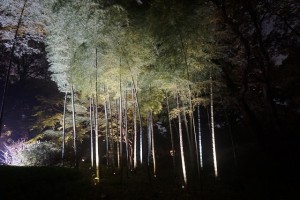 rikugien33 文京区観光名所1位｜六義園「紅葉と大名庭園のライトアップ」