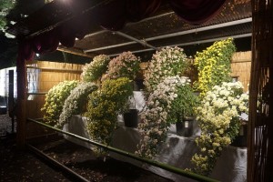 rikugien33 文京区観光名所1位｜六義園「紅葉と大名庭園のライトアップ」