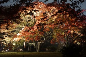 rikugien33 文京区観光名所1位｜六義園「紅葉と大名庭園のライトアップ」