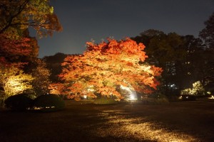 rikugien33 文京区観光名所1位｜六義園「紅葉と大名庭園のライトアップ」