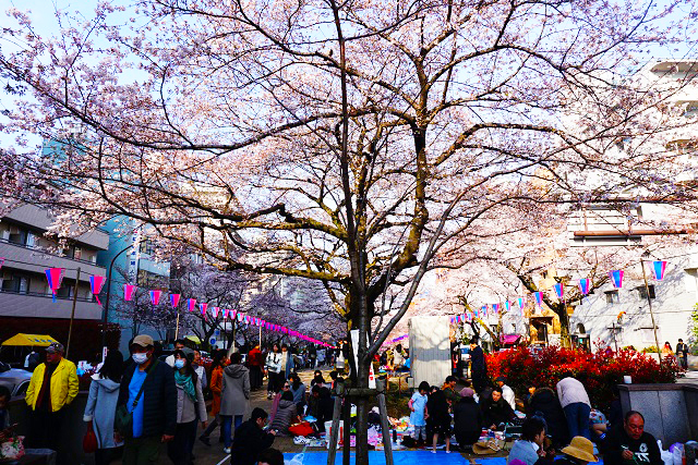 harimazaka-sakura5 2019年「文京さくらまつり」播磨坂さくら並木